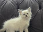 Ragdoll Blue Point Mitted - Ragdoll Cat For Sale - Southwick&comma; MA&comma; US