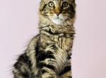Maine Coon Female - Maine Coon Cat For Sale - Staten Island&comma; NY&comma; US