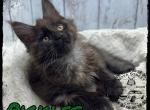 Purebred polydactyl Male Maine Coon kittens - Maine Coon Cat For Sale - Wisconsin Rapids&comma; WI&comma; US
