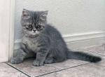 Tiger a Blue and Silver Tabby Male - Exotic Cat For Adoption - Las Vegas&comma; NV&comma; US