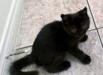 Wicca a Black Tabby Female - Exotic Cat For Adoption - Las Vegas&comma; NV&comma; US