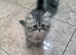 Puddin a Sweet Doll Face Tabby - Persian Cat For Adoption - Las Vegas&comma; NV&comma; US