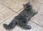 Dory a Rare Blue Persian Female - Persian Cat For Adoption - Las Vegas&comma; NV&comma; US