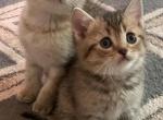 Mike - Scottish Fold Cat For Sale - Philadelphia&comma; PA&comma; US