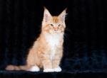 Eustace - Maine Coon Cat For Sale - Brooklyn&comma; NY&comma; US