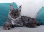 Colist - Maine Coon Cat For Sale - Hollywood&comma; FL&comma; US
