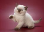 Velvet - British Shorthair Cat For Sale - Hollywood&comma; FL&comma; US