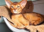 Pepsi - Abyssinian Cat For Sale - Norwalk&comma; CT&comma; US