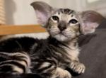 Roman - Oriental Cat For Sale - Pembroke Pines&comma; FL&comma; US