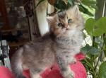 William - British Shorthair Cat For Sale - Brooklyn&comma; NY&comma; US