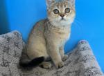 Lily - British Shorthair Cat For Sale - Renton&comma; WA&comma; US