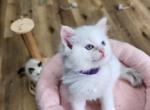 Snow White - Ragdoll Cat For Sale - Attica&comma; MI&comma; US