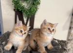 Lili - British Shorthair Cat For Sale - Renton&comma; WA&comma; US