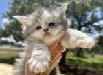Sabrina - Maine Coon Cat For Sale - Boerne&comma; TX&comma; US