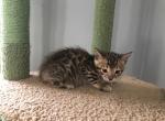 Arrow - Bengal Cat For Sale - South Elgin&comma; IL&comma; US