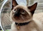 Maxim - Siamese Cat For Sale - New York&comma; NY&comma; US