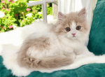 Duncan - Minuet Cat For Sale - Neosho&comma; MO&comma; US