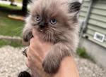 Boy blue - Himalayan Cat For Sale - Dover&comma; NH&comma; US