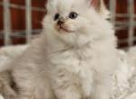 Chocolate mink - Ragdoll Cat For Sale - Farmville&comma; VA&comma; US