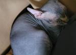Tatum - Sphynx Cat For Sale - Rockford&comma; IL&comma; US