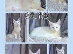 Azure - Maine Coon Cat For Sale - Omaha&comma; NE&comma; US