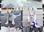 Jasper - Maine Coon Cat For Sale - Omaha&comma; NE&comma; US