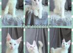 Domino - Maine Coon Cat For Sale - Omaha&comma; NE&comma; US