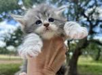 SAMANTHA - Maine Coon Cat For Sale - Boerne&comma; TX&comma; US