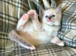 Rubicon - Ragdoll Cat For Sale - Los Angeles&comma; CA&comma; US