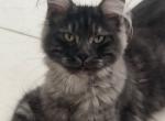 Violetta - Maine Coon Cat For Sale - Los Angeles&comma; CA&comma; US