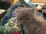 CFA Reg Gray Male Persian - Persian Cat For Sale - Conyers&comma; GA&comma; US