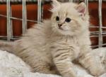 Chocolate mink lynx - Ragdoll Cat For Sale - Farmville&comma; VA&comma; US