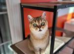 Vikki - Scottish Straight Cat For Sale - Levittown&comma; PA&comma; US