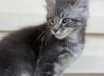 Mateo - Maine Coon Cat For Sale - Wilmington&comma; DE&comma; US