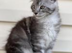 Silver - Maine Coon Cat For Sale - Wilmington&comma; DE&comma; US
