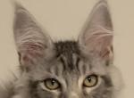 silver marble - Maine Coon Cat For Sale - Lanoka Harbor&comma; NJ&comma; US