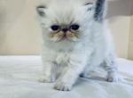 Daniel - Persian Cat For Sale - Houston&comma; TX&comma; US