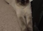 Cream Luis - Siamese Cat For Sale - Burlington&comma; MA&comma; US