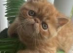 Garfield - Exotic Cat For Sale - Sunderland&comma; MA&comma; US
