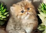 Female  Golden Persian - Persian Cat For Sale - Spring&comma; TX&comma; US