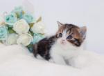Black brown bicolor Scottish Straight boy - Scottish Straight Cat For Sale - Spokane&comma; WA&comma; US