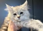 Poppy - Maine Coon Cat For Sale - Boerne&comma; TX&comma; US