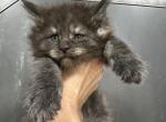 Bearr - Maine Coon Cat For Sale - Boerne&comma; TX&comma; US