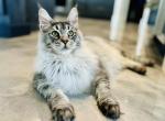 Atlas - Maine Coon Cat For Sale - Boerne&comma; TX&comma; US