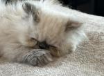 Treasure - Persian Cat For Sale - River Falls&comma; WI&comma; US