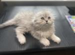 Mini Richa - Scottish Fold Cat For Sale - Herndon&comma; VA&comma; US