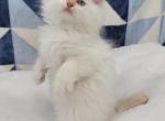 Flame Point Sully - Ragamuffin Cat For Sale - Poplar Grove&comma; IL&comma; US