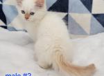 Flame Point Enzo - Ragamuffin Cat For Sale - Poplar Grove&comma; IL&comma; US