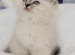 Blue Lynx Kozy - Ragamuffin Cat For Sale - Poplar Grove&comma; IL&comma; US