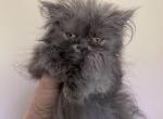 CFA Registered Blue Female Persian - Persian Cat For Sale - Conyers&comma; GA&comma; US